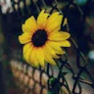 Meet your Posher, Gwynn